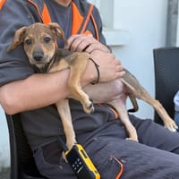 BELKA VAA, chienne à adopter