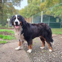 TWIST, chien à adopter