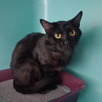 SHADOW, chat à adopter