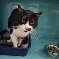 GRIBOUILLE, chat à adopter