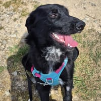 GHALI, chien à adopter