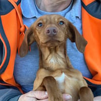 ZOOBLE, chienne à adopter