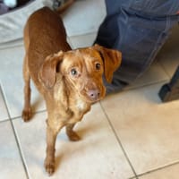 ZOOBLE, chienne à adopter