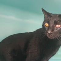 Merlin, chat à adopter