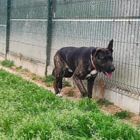ADAM, chien à adopter