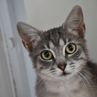 Lucie, chatte à adopter