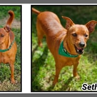SETHI, chien à adopter