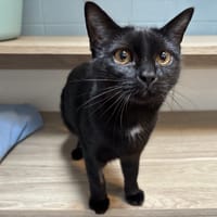 MINNAK, chatte à adopter