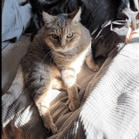 JONES, chat à adopter