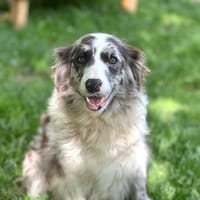 Minka, chienne à adopter