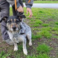 PIXIE, chienne à adopter