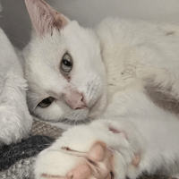 KETTY, chatte à adopter