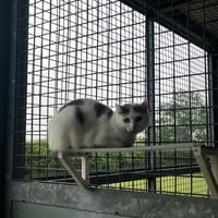 BRIANNA, chatte à adopter