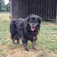 ALBA, chienne à adopter