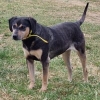 LIVIO, chien à adopter