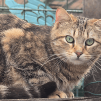 BAMBOO, chat à adopter