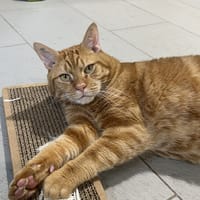 Ed (en cours d'adoption), chat à adopter