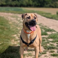 KIRA VAA, chienne à adopter