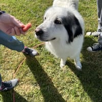 Neige, chienne à adopter