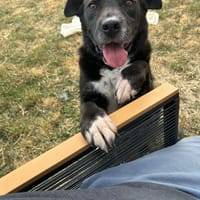 Marvel, chien à adopter