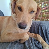 BAHIA, FEMELLE LABRADOR NON-LOF, chienne à adopter