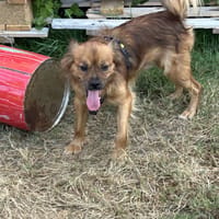 Tintin, chien à adopter