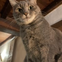 Polka, chatte à adopter