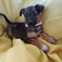 SILEA, CHIOT FEMELLE BERGER CRÉOLE, chienne à adopter