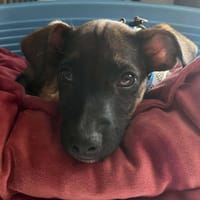 SNOOP, CHIOT MÂLE BERGER CRÉOLE, chien à adopter