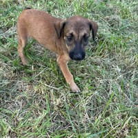 SPLEET, CHIOT MÂLE BERGER CRÉOLE, chien à adopter
