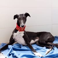 FERIT, chienne à adopter