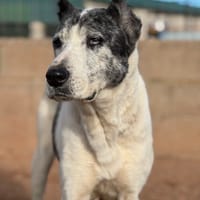 TIKA   (Puertollano), chienne à adopter
