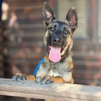 TAYLOR (Maria), chienne à adopter