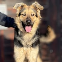 NATASHA (Maria), chienne à adopter