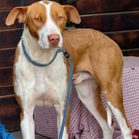 MATU (Maria), chien à adopter