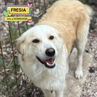 Fresia, cane femmina da adottare