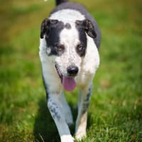 Kiwi, chien à adopter