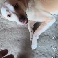 Lemon, chien à adopter