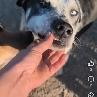 Kiwi, chien à adopter