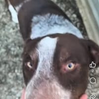 Mango, chien à adopter