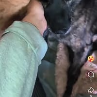Goofy, chien à adopter