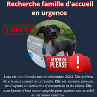 Leia - URGENCE ADOPTION, chienne à adopter