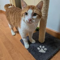 GASPARD, chat à adopter