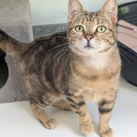 ACADIE, chatte à adopter