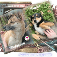 Mabrouka & Fanine, chienne à adopter