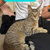 MÂCHOUILLE À ADOPTÉ AVEC UN CHAT DEJA PRÉSENT CHEZ VOUS, chat à adopter
