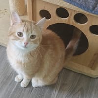 Orange, poezen ter adoptie