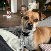 Yuki - charmante & clevere kleine Hündin, Hündin zur Adoption