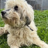 Camie - verschmuste, goldige Hündin, Hündin zur Adoption