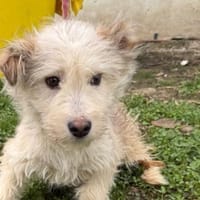 Saria - goldige Junghündin, Hündin zur Adoption